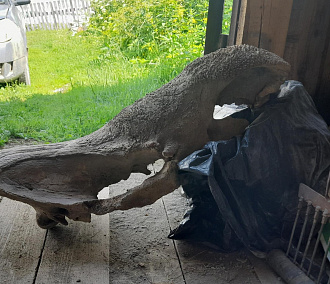 Череп шерстистого носорога выловил рыбак из реки под Новосибирском