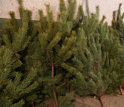 Новогодние ёлки из Новосибирской области отправят в зону СВО