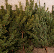 Новогодние ёлки из Новосибирской области отправят в зону СВО