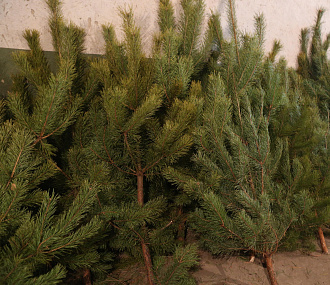 Новогодние ёлки из Новосибирской области отправят в зону СВО