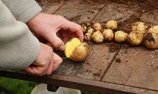 Меньше крахмала, больше клубней: учёные вывели новый сорт картофеля