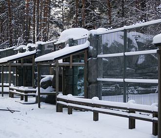 Вольеры для древесных кенгуру построят в новосибирском зоопарке