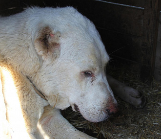 Белоснежная овчарка чудом выжила в колодце с водой у Бугринского моста