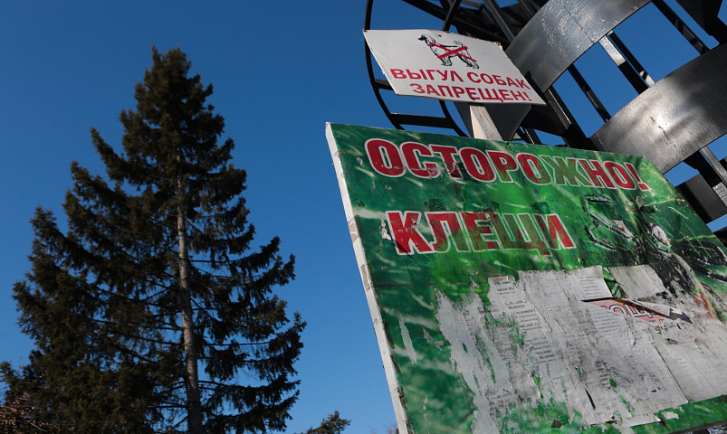 Запасаются кровью к зиме: клещи снова ожили в Новосибирской области