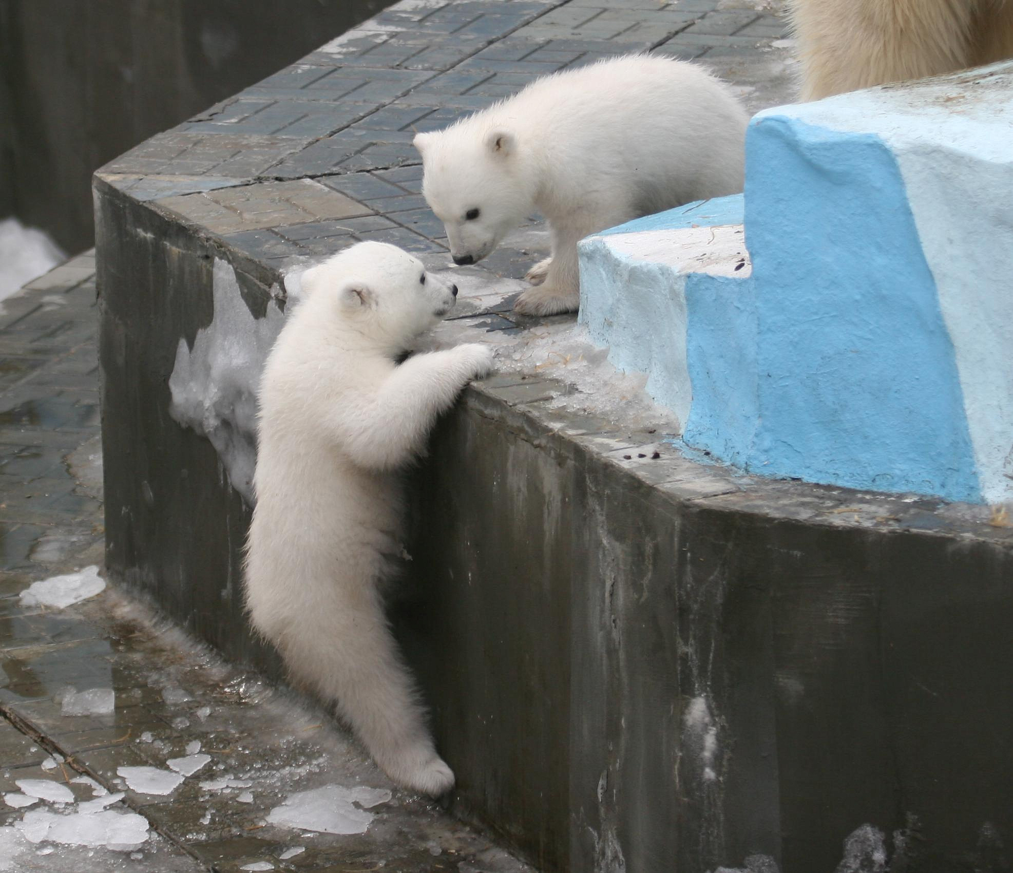 Имена для белых медвежат из зоопарка предложили придумать новосибирцам