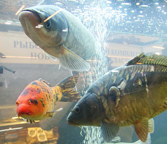 Тонну рыбы спасли от кислородного голодания в Новосибирске