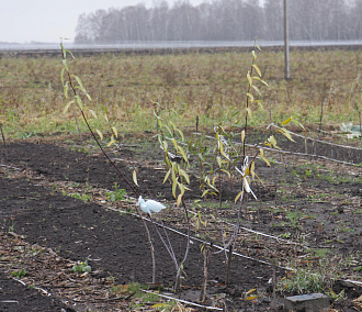 Астры, кизильник и шалфей будут выращивать в питомнике Горзеленхоза