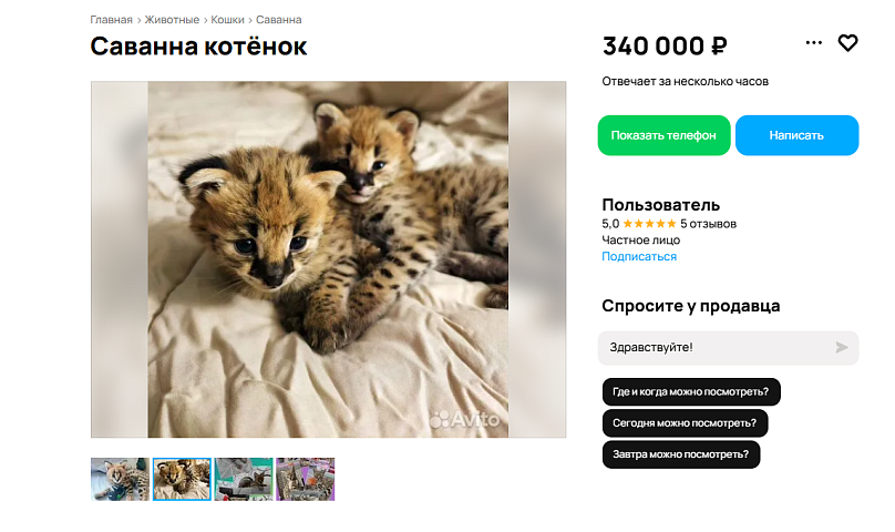 В Новосибирске породистых котят продают за 300 тысяч рублей