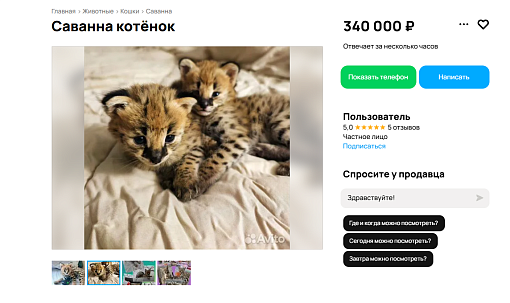 Милых пятнистых котят породы саванна продают за 300 тысяч в Новосибирске