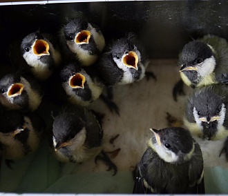 Домашние пенаты для диких пернатых: истории о спасении птиц