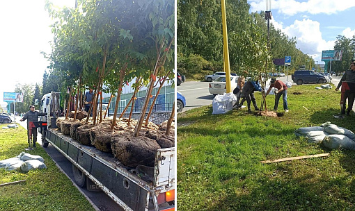 На газонах в Академгородке начали высаживать черемухи Маака