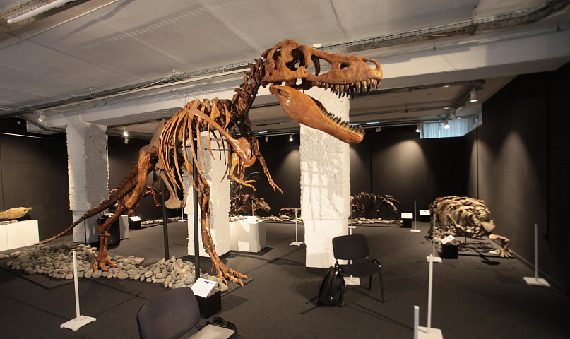 Шестиметровый скелет тарбозавра выставили в новосибирском Музее природы