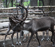 Новосибирский зоопарк собрал три миллиона на восстановление вольеров