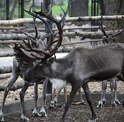 Новосибирский зоопарк собрал три миллиона на восстановление вольеров