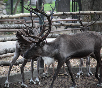 Новосибирский зоопарк собрал три миллиона на восстановление вольеров