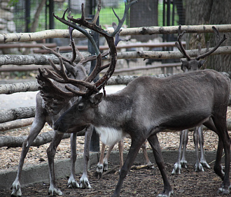 Новосибирский зоопарк собрал три миллиона на восстановление вольеров