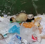 Хищного зверя спасли из мусорного бака новосибирцы