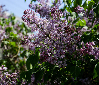 2500 саженцев сирени привезли в новосибирский городской питомник