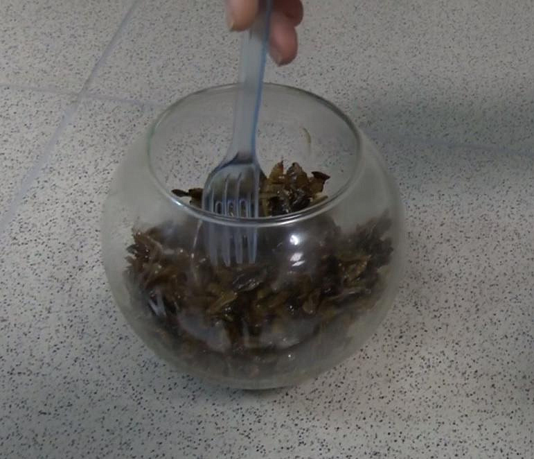 Полезный обед из личинок тропической мухи предлагают новосибирские учёные