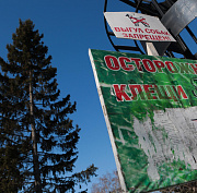 Роспотребнадзор объявил о завершении сезона клещей в Новосибирске