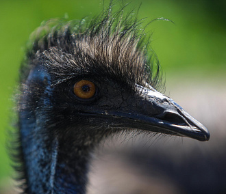 «Самец хрюкает, самочка — тукает»: истории обитателей страусиной фермы