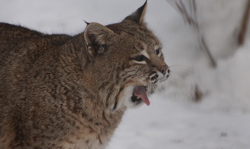 «Надулись» и нахохлились: чем заняты звери в новосибирском зоопарке зимой