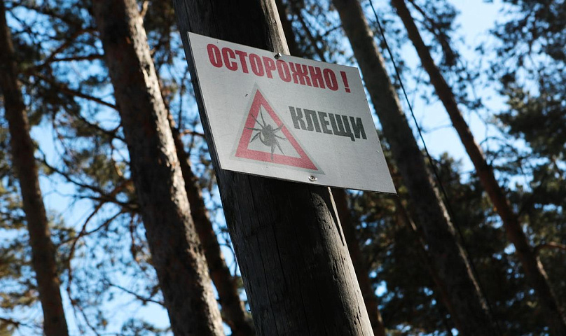 Тёплая зима ухудшит ситуацию с клещевым энцефалитом в Новосибирске