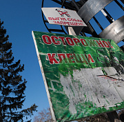 Запасаются кровью к зиме: клещи снова ожили в Новосибирской области