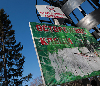 Запасаются кровью к зиме: клещи снова ожили в Новосибирской области