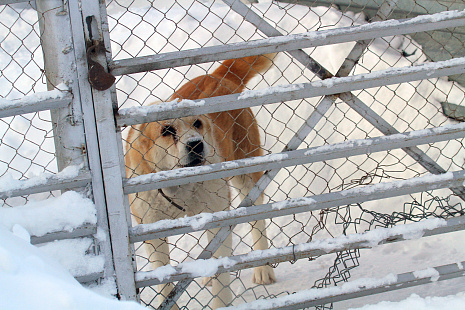 40 тысяч взыскали с хозяина собаки, укусившей девочку под Новосибирском