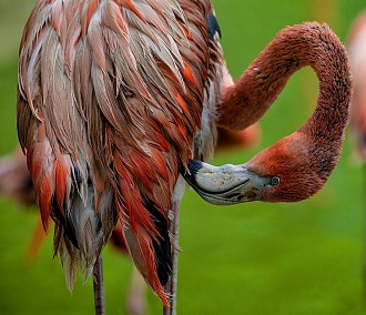 Молодые фламинго краснеют в Новосибирском зоопарке