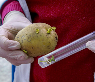 Наше всё: новосибирскую картошку из пробирки сметают хозяйства и дачники