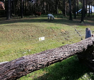 Вольер для лам в новосибирском зоопарке огородили брёвнами