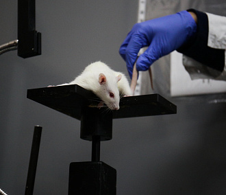 Голые мыши против рака: зачем учёные СО РАН вводят онкоклетки грызунам
