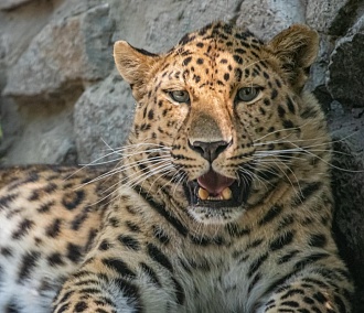 В Новосибирский зоопарк привезут редкого леопарда из Москвы