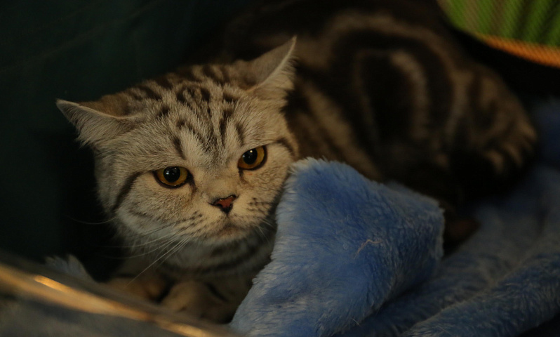 Суд обязал хозяек 70 кошек с улицы Есенина убраться в квартире