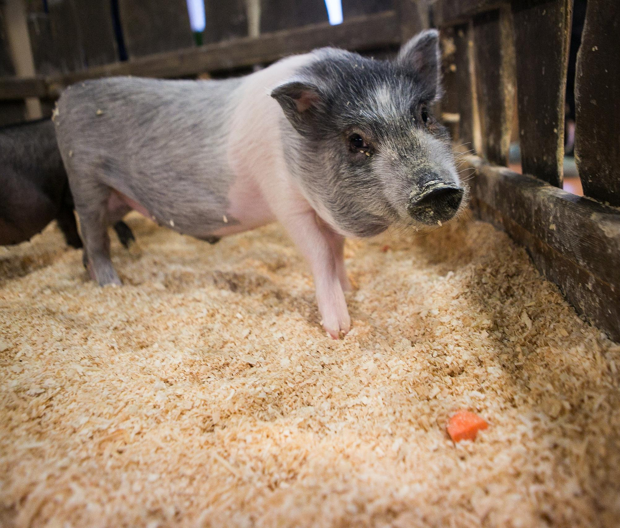 Вспышки африканской чумы свиней опасаются новосибирские ветеринары