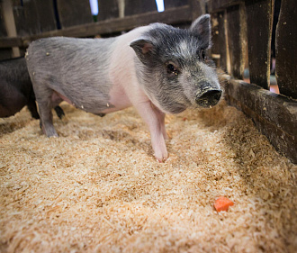 Вспышки африканской чумы свиней опасаются новосибирские ветеринары
