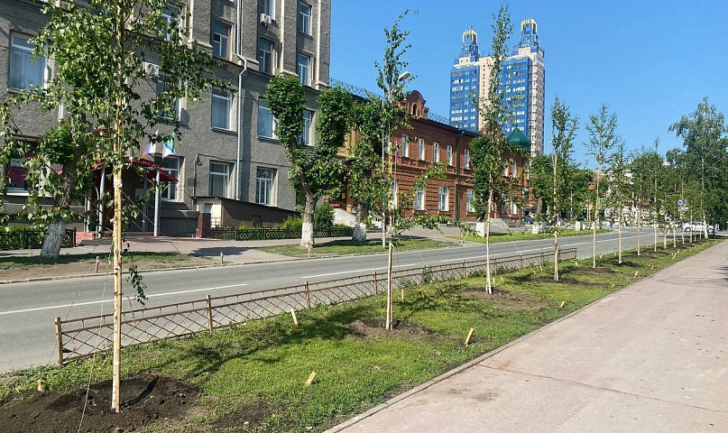 Заменить засохшие саженцы на улице Свердлова поручил мэр Кудрявцев