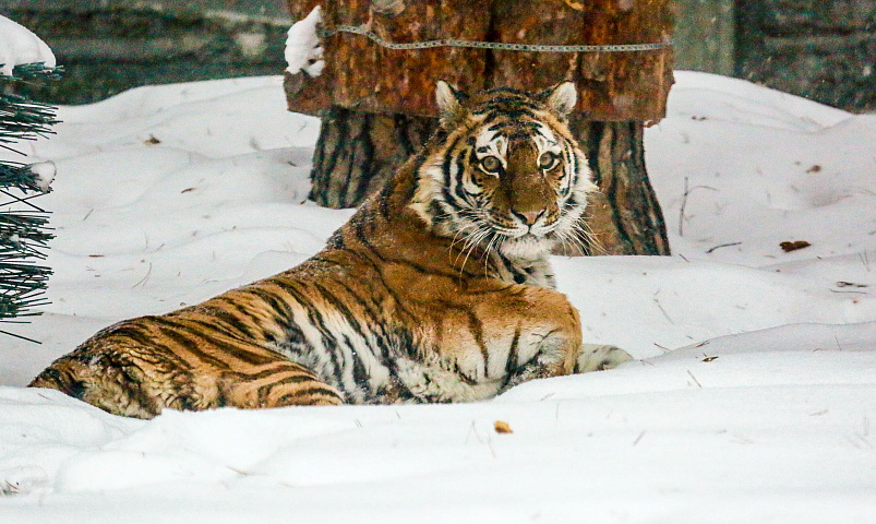 Кому не спится: чем занимаются животные в зоопарке зимой