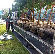 На газонах в Академгородке начали высаживать черемухи Маака