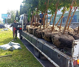 На газонах в Академгородке начали высаживать черемухи Маака