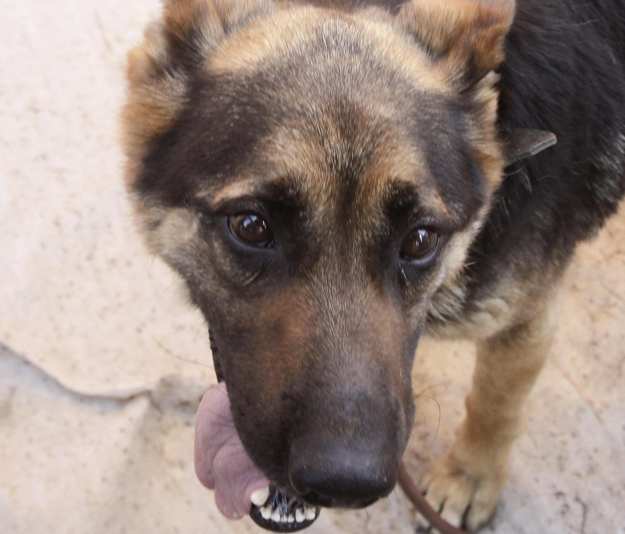 Покусанная бродячей собакой девочка получит компенсацию под Новосибирском