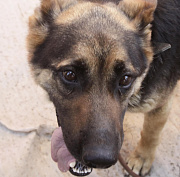 Покусанная бродячей собакой девочка получит компенсацию под Новосибирском