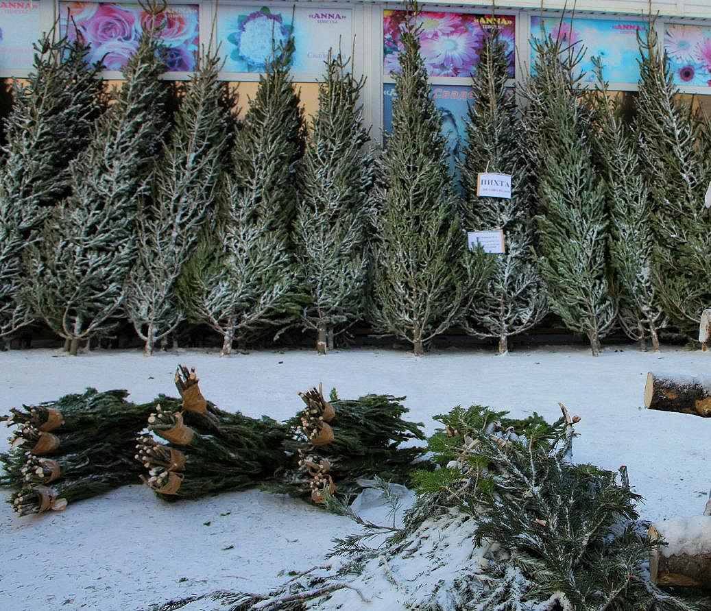 Первую партию новогодних ёлок впустили в Новосибирск