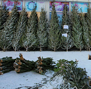 Первую партию новогодних ёлок впустили в Новосибирск