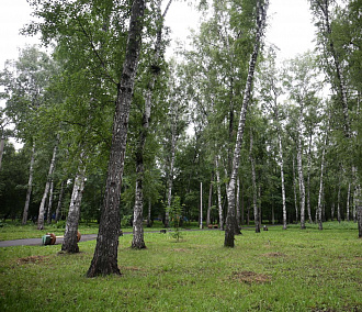 Больше 200 деревьев спилят под корень в Берёзовой роще