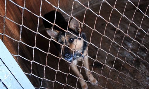 Новосибирские ветеринары спасли Владикавказ от тысяч бездомных собак