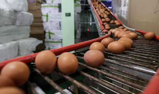 198 яиц на человека выпустили новосибирские птицефабрики в 2023 году