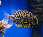 Систему «Умный аквариум» с дозатором удобрений создают в Новосибирске